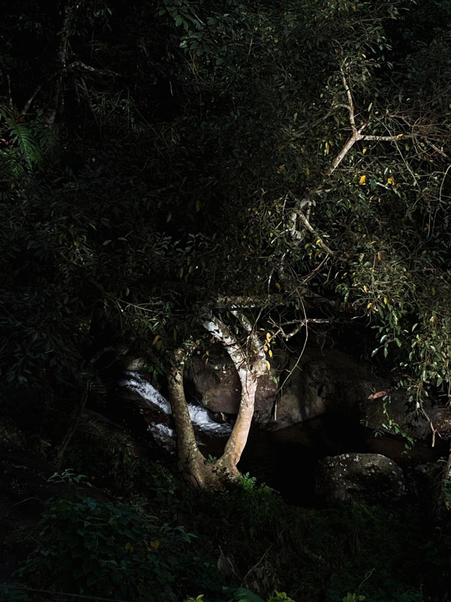 Mahout Resort Wayanad - An Experiential Jungle Stay With Waterfall กัลปัตตา ภายนอก รูปภาพ